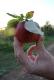 Top 10 Sustainable Apple Varieties